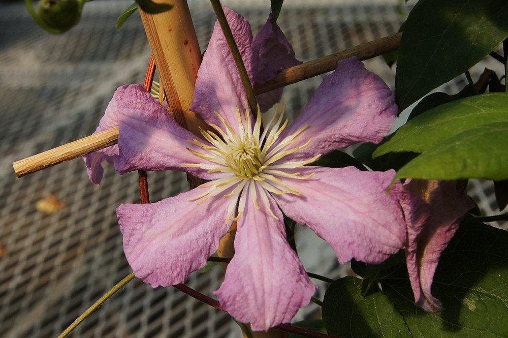 Photo of Clematis 'Comtesse de Bouchaud' uploaded by DaylilySLP