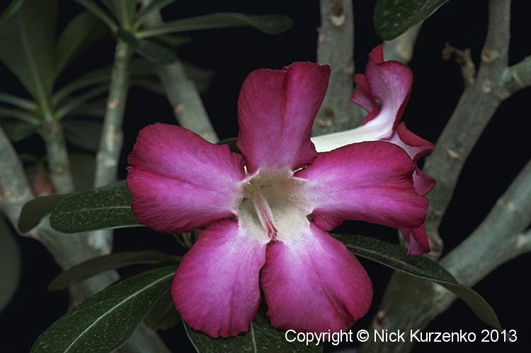 Photo of Desert Rose (Adenium obesum) uploaded by Nick_Kurzenko