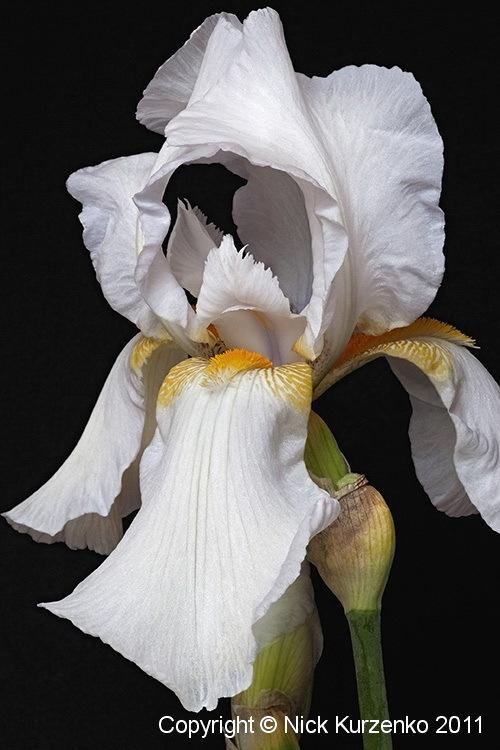Photo of Irises (Iris) uploaded by Nick_Kurzenko