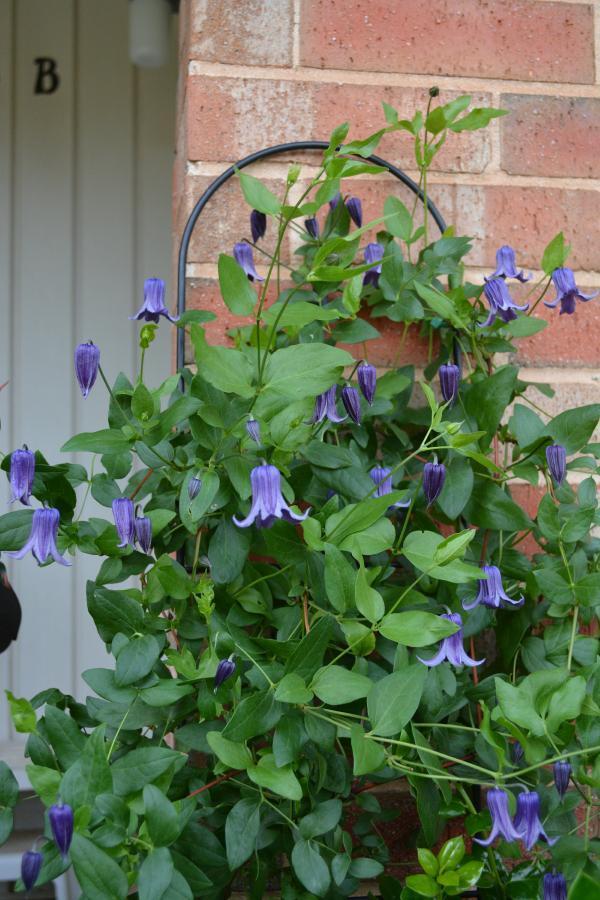 Photo of Clematis 'Roguchi' uploaded by jathton