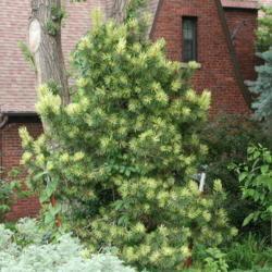 Location: At St. Mary's College in Leavenworth, KS
Date: 2003-05-15
Korean Pine (Pinus densiflora 'Oculus-draconis') 002