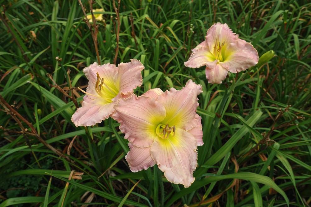 Photo of Daylily (Hemerocallis 'Simply Being Loved') uploaded by mantisOH