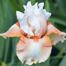 Location: in my garden, Switzerland
Date: 2019-05-26
Iris Padded Shoulders
