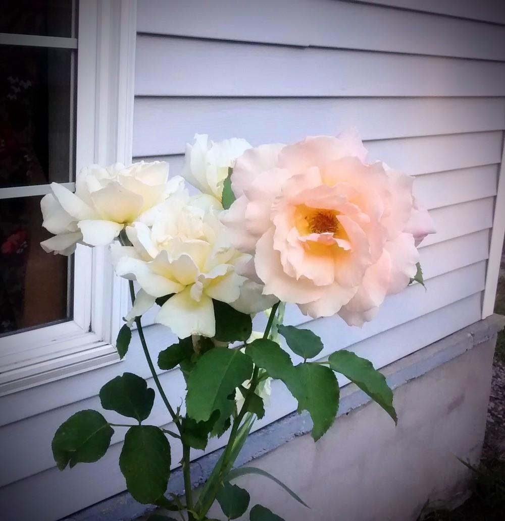 Photo of Roses (Rosa) uploaded by JayZeke