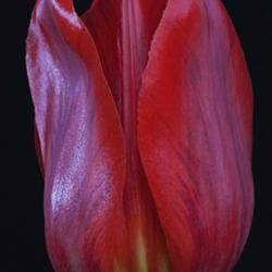 Location: Vladivostok, Primorsky Kraj, Russia
Date: 2011-05-24
Tulip (Tulipa)