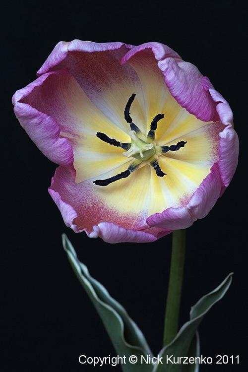 Photo of Tulips (Tulipa) uploaded by Nick_Kurzenko