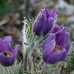 Location: At St. Mary's College in Leavenworth, KS
Date: Spring, 2004
Pasque Flower (Pulsatilla vulgaris) 003