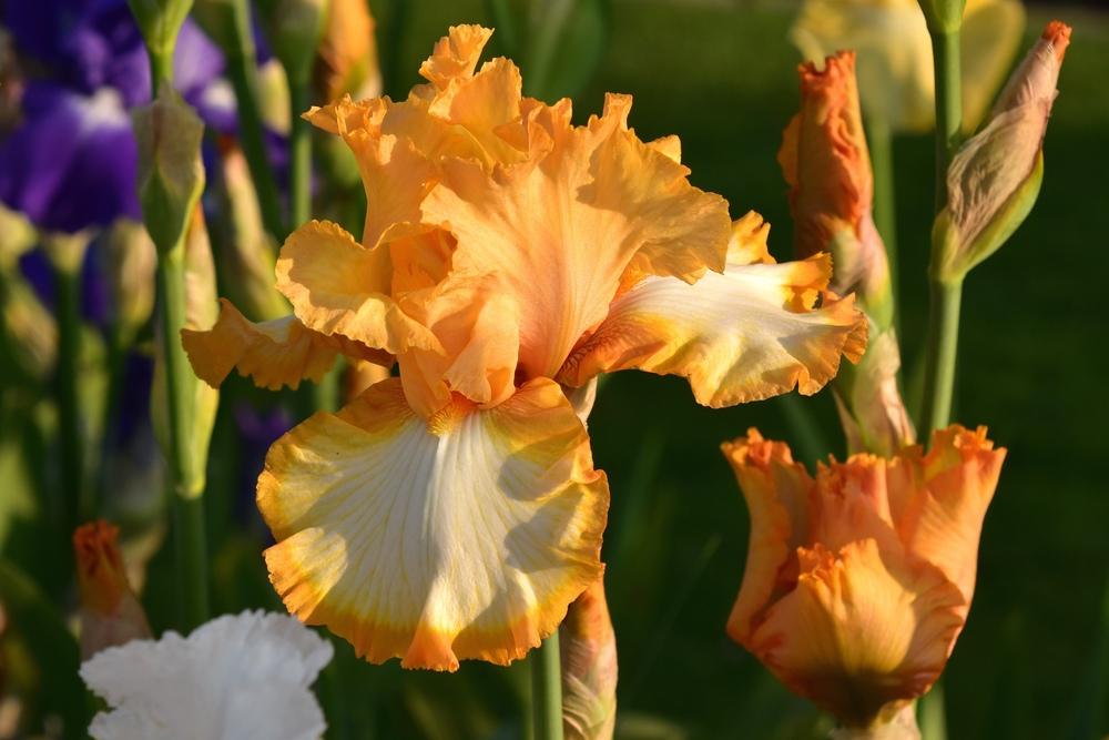 Photo of Tall Bearded Iris (Iris 'Return Address') uploaded by sunnyvalley