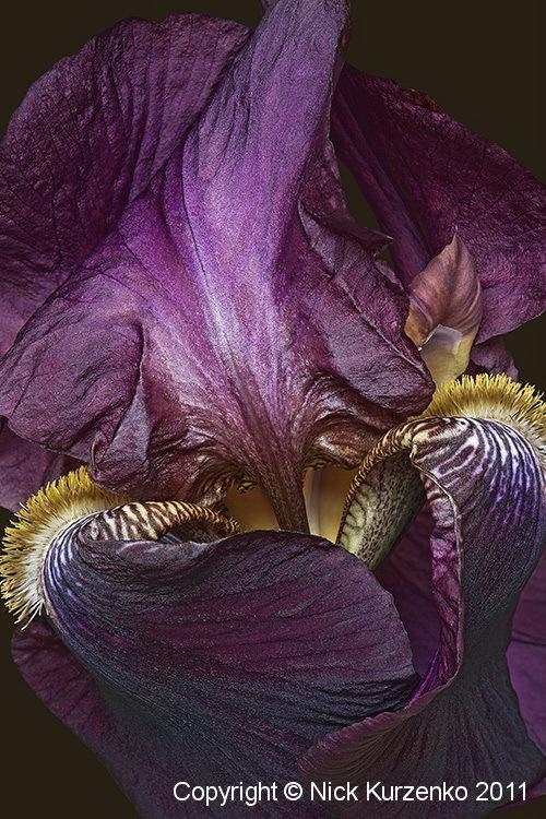 Photo of Irises (Iris) uploaded by Nick_Kurzenko