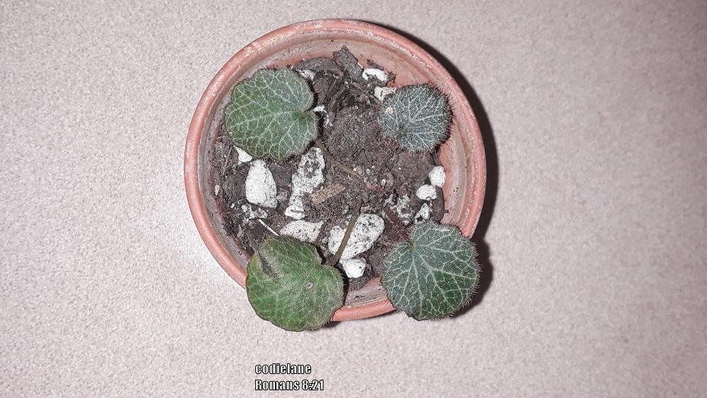 Photo of Strawberry Begonia (Saxifraga stolonifera) uploaded by codielane