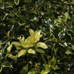Location: At the Missouri Botanical Garden in Saint Louis
Date: Spring, 2004
English Holly (Ilex aquifolium 'Variegata') 006