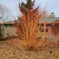 Location: At the Missouri Botanical Garden in Saint Louis
Date: January, 2019
Bloodtwig Dogwood (Cornus sanguinea 'Midwinter Fire') 001