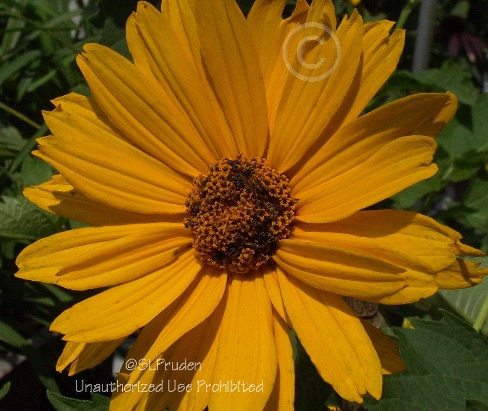 Photo of Oxeye Sunflower (Heliopsis helianthoides var. scabra 'Venus') uploaded by DaylilySLP
