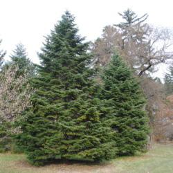 Location: Morton Arboretum in Lisle, Illinois
Date: 2019-11-24
maturing trees in European Collection