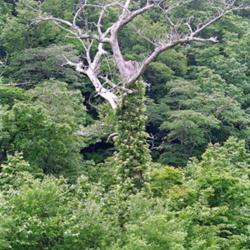 Location: Hokkaido, Japan
Date: 1998
Climbing Hydrangea (Hydrangea anomala subsp. petiolaris). Wild pl
