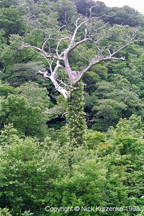 Photo of Climbing Hydrangea (Hydrangea anomala subsp. petiolaris) uploaded by Nick_Kurzenko