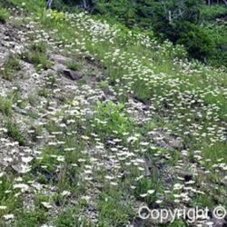 Location: Hokkaido, Japan
Date: 1998
Oxeye Daisy (Leucanthemum vulgare). Wild plants in natural habita
