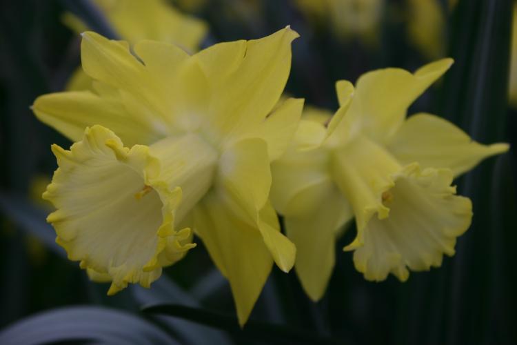 Photo of Trumpet Daffodil (Narcissus 'Spellbinder') uploaded by jathton