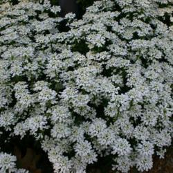 Location: At the Missouri Botanical Garden in Saint Louis
Date: May 27, 2001
Evergreen Candytuft (Iberis sempervirens) 001