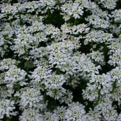 Location: At the Missouri Botanical Garden in Saint Louis
Date: May 27, 2001
Evergreen Candytuft (Iberis sempervirens) 002