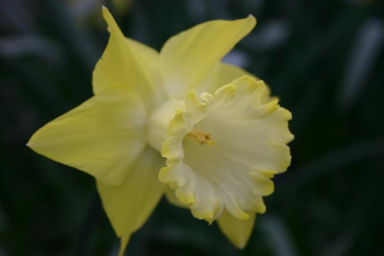 Photo of Trumpet Daffodil (Narcissus 'Spellbinder') uploaded by jathton