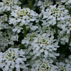 Location: At the Missouri Botanical Garden in Saint Louis
Date: May 27, 2001
Evergreen Candytuft (Iberis sempervirens) 003