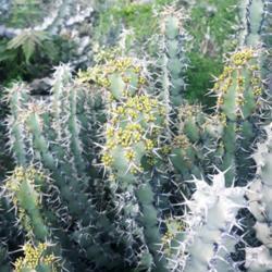 
Date: 2019-04-25
Marked plant at monte juic cactus garden, barcelona