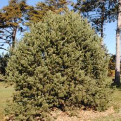 Location: Morton Arboretum in Lisle, Illinois
Date: 2019-11-24
the bigger tree in the Conifer Collection