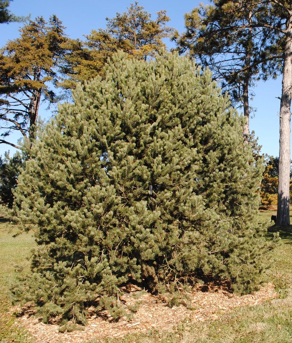 Photo of Two-Needle Pinon Pine (Pinus edulis) uploaded by ILPARW