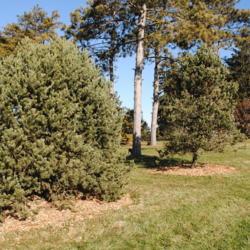 Location: Morton Arboretum in Lisle, Illinois
Date: 2019-11-24
two maturing trees