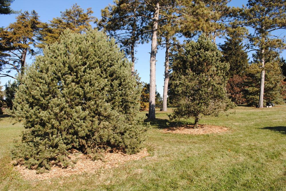 Photo of Two-Needle Pinon Pine (Pinus edulis) uploaded by ILPARW
