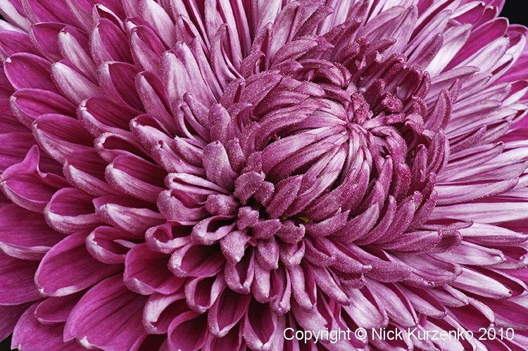 Photo of Chrysanthemum uploaded by Nick_Kurzenko