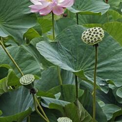 Location: Vladivostok, Primorsky Kraj, Russia
Date: 2010-08-27
Sacred lotus (Nelumbo nucifera). Known also as Indian Lotus, Bean
