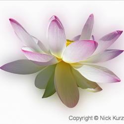 Location: Kenilworth Park & Aquatic Gardens, Washington DC
Date: 2018-07-12
Sacred lotus (Nelumbo nucifera). Called Indian Lotus, Bean of Ind