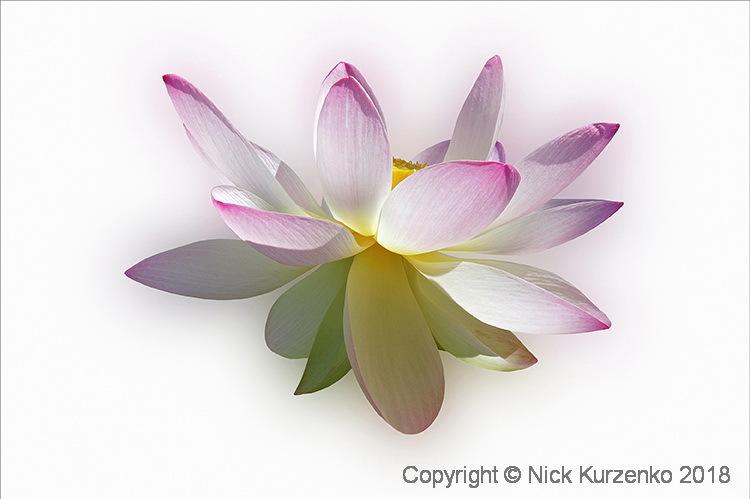 Photo of Sacred Lotus (Nelumbo nucifera) uploaded by Nick_Kurzenko