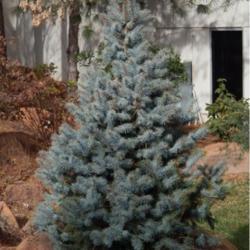 Location: At the Missouri Botanical Garden in Saint Louis
Date: 06-12-2018
Blue Spruce (Picea pungens 'Hoopsii') 002