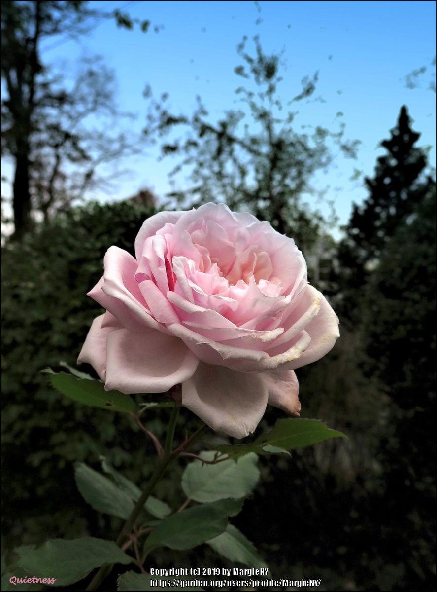 Photo of Rose (Rosa 'Quietness') uploaded by MargieNY