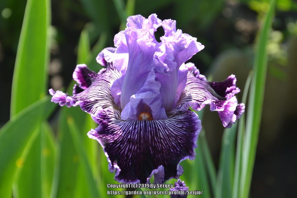Photo of Tall Bearded Iris (Iris 'Captain Thunderbolt') uploaded by Serjio