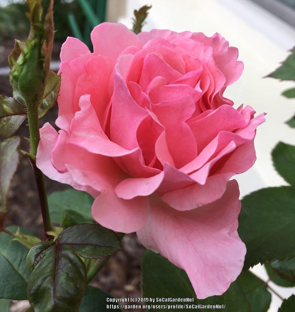 Photo of Rose (Rosa 'Queen Elizabeth') uploaded by SoCalGardenNut