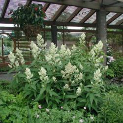 Location: At the Missouri Botanical Garden in Saint Louis
Date: 05-27-2001
Giant Fleeceflower (Koenigia alpina) 001