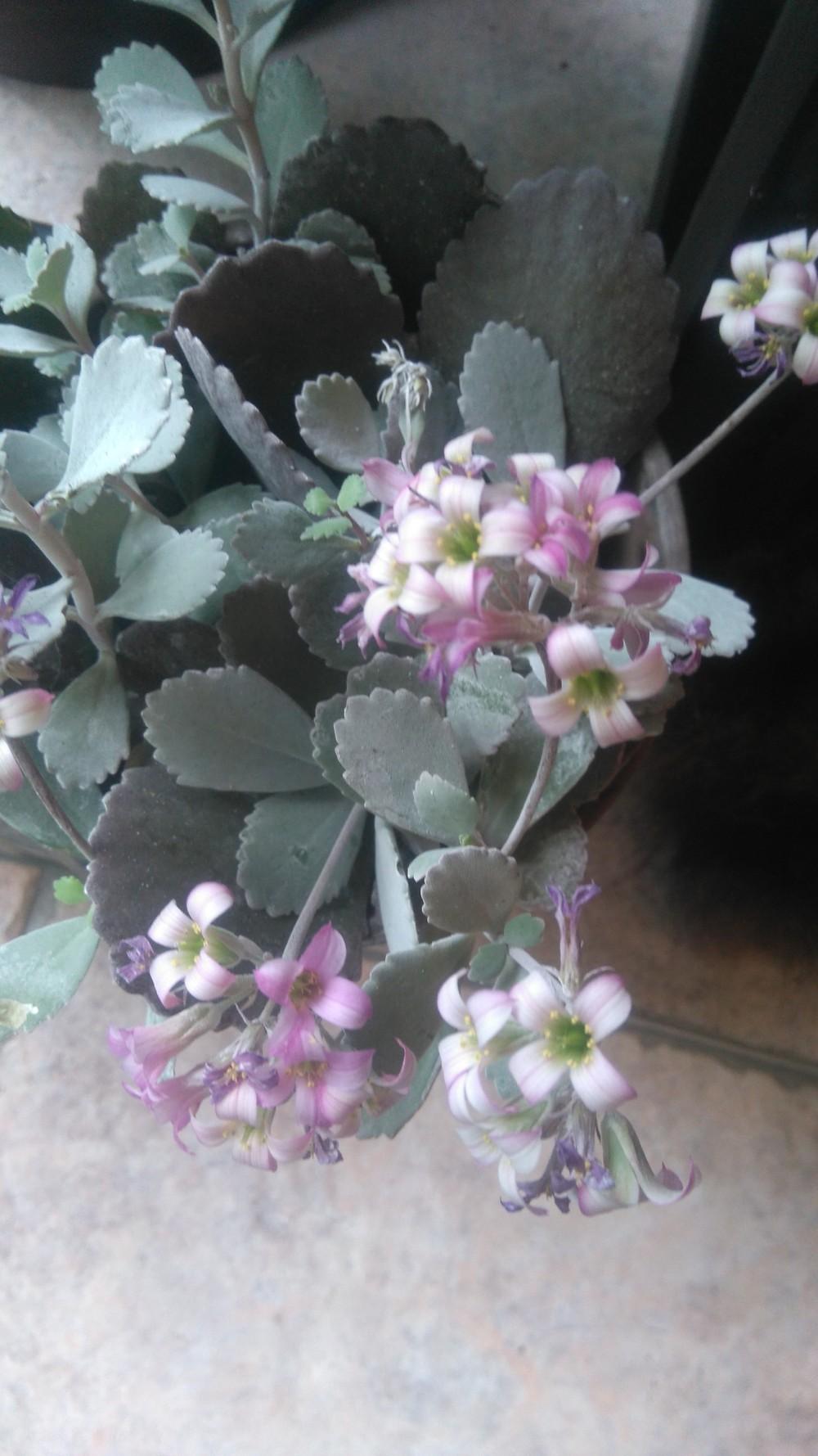 Photo of Flower Dust Plant (Kalanchoe pumila) uploaded by skopjecollection