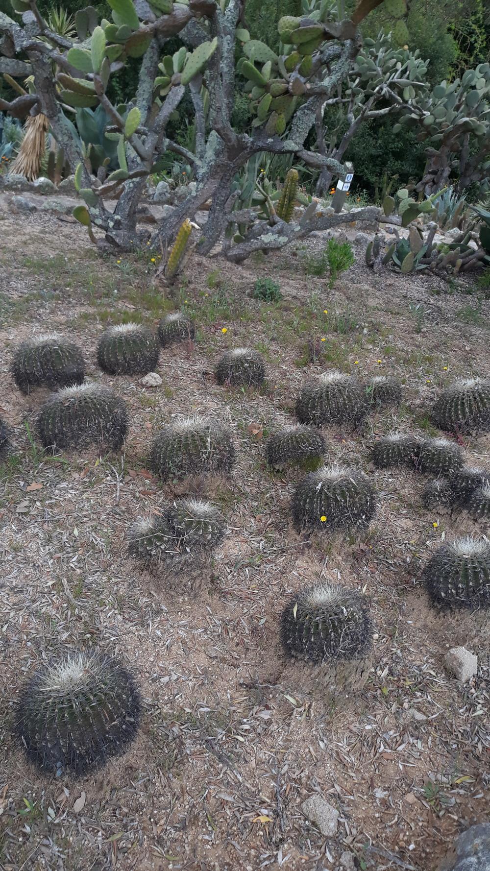 Photo of Golden Barrel Cactus (Kroenleinia grusonii) uploaded by skopjecollection