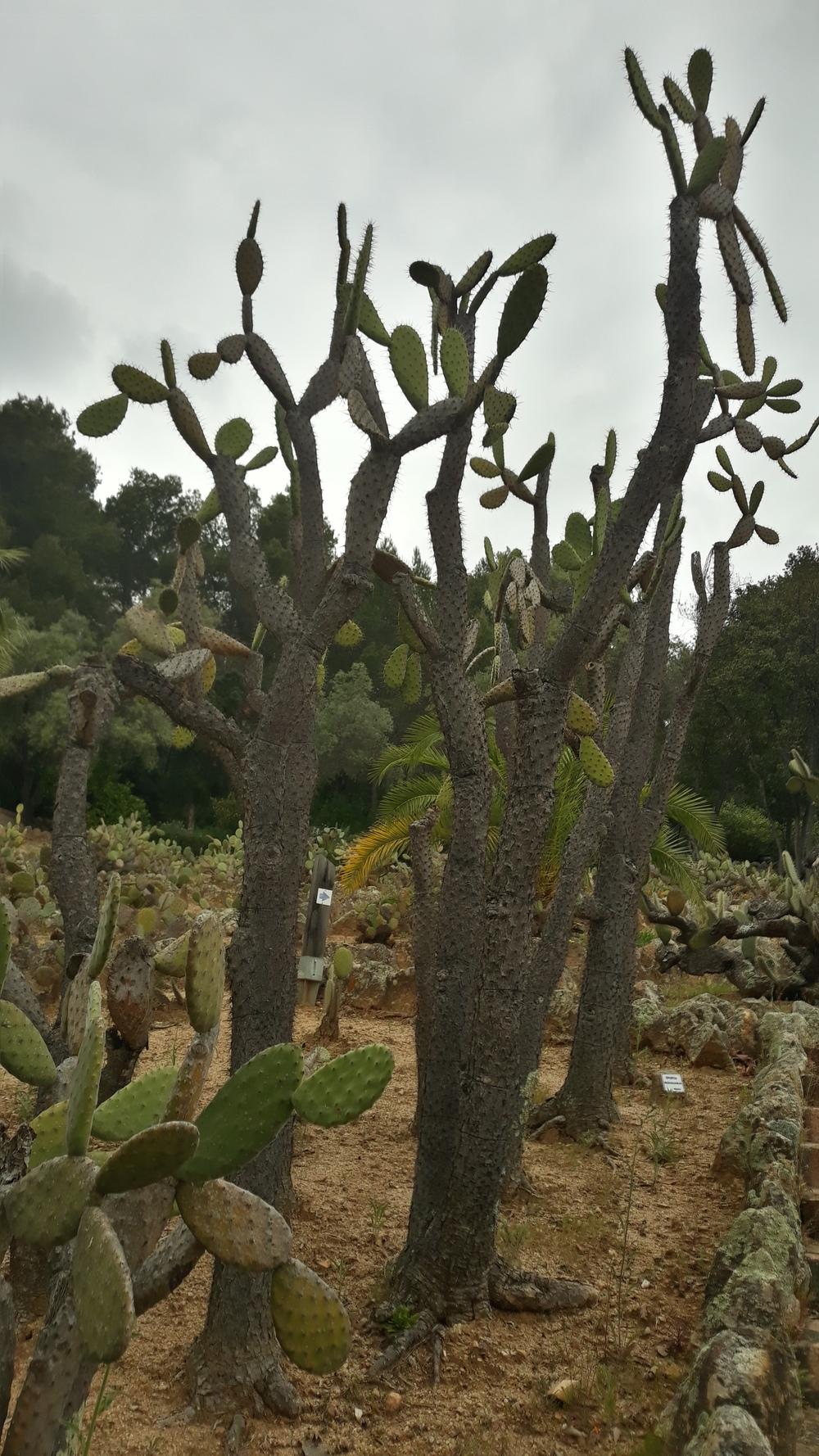 Photo of Prickly Pears (Opuntia) uploaded by skopjecollection