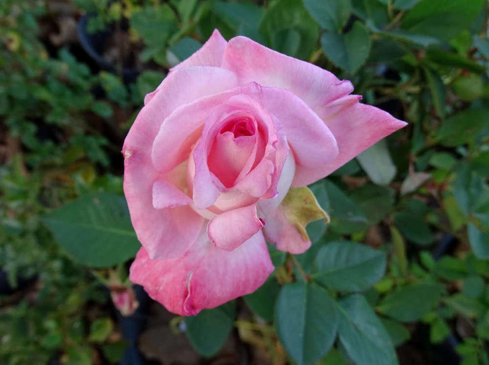 Photo of Rose (Rosa 'Sheer Elegance') uploaded by Beth_NorCal