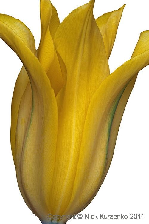 Photo of Tulips (Tulipa) uploaded by Nick_Kurzenko
