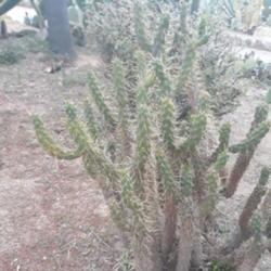 Location: Pinya del Rosa Botanical garden
Date: 2019-04-22
May also be Austrocylindropuntia
