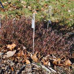 Location: Morton Arboretum in Lisle, Illinois
Date: 2019-11-24
specimen with winter red-purple tinge