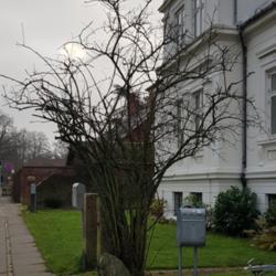 Location: Svendborg, Denmark 
Date: 2019-12-05
At least 12 feet/4 metres tall shrub