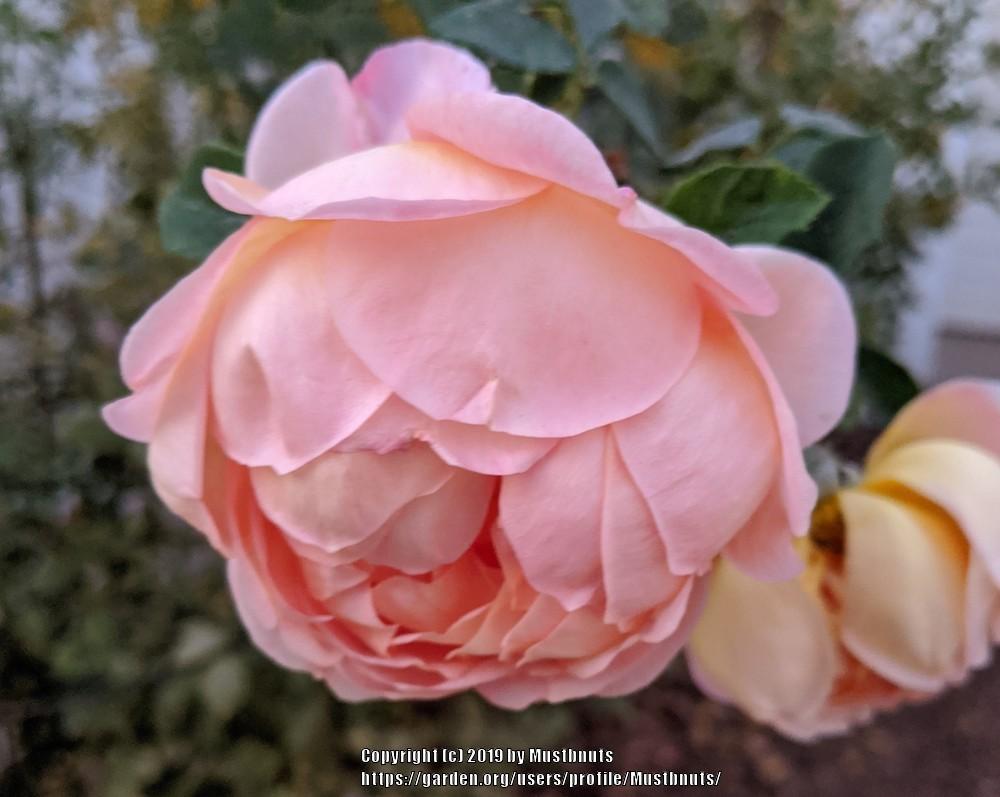 Photo of English Shrub Rose (Rosa 'Lady of Shalott') uploaded by Mustbnuts