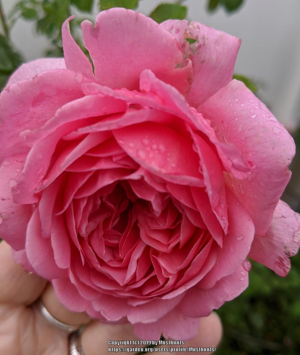 Photo of Rose (Rosa 'Princess Alexandra of Kent') uploaded by Mustbnuts